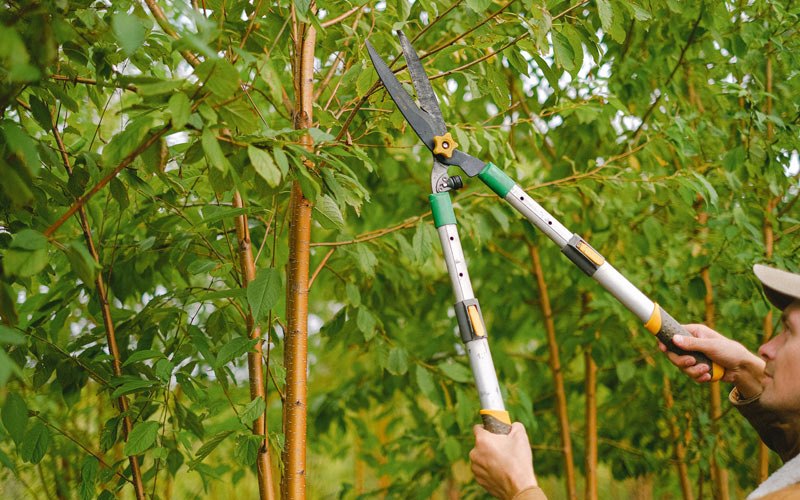 Tree trimming in Baraboo, WI